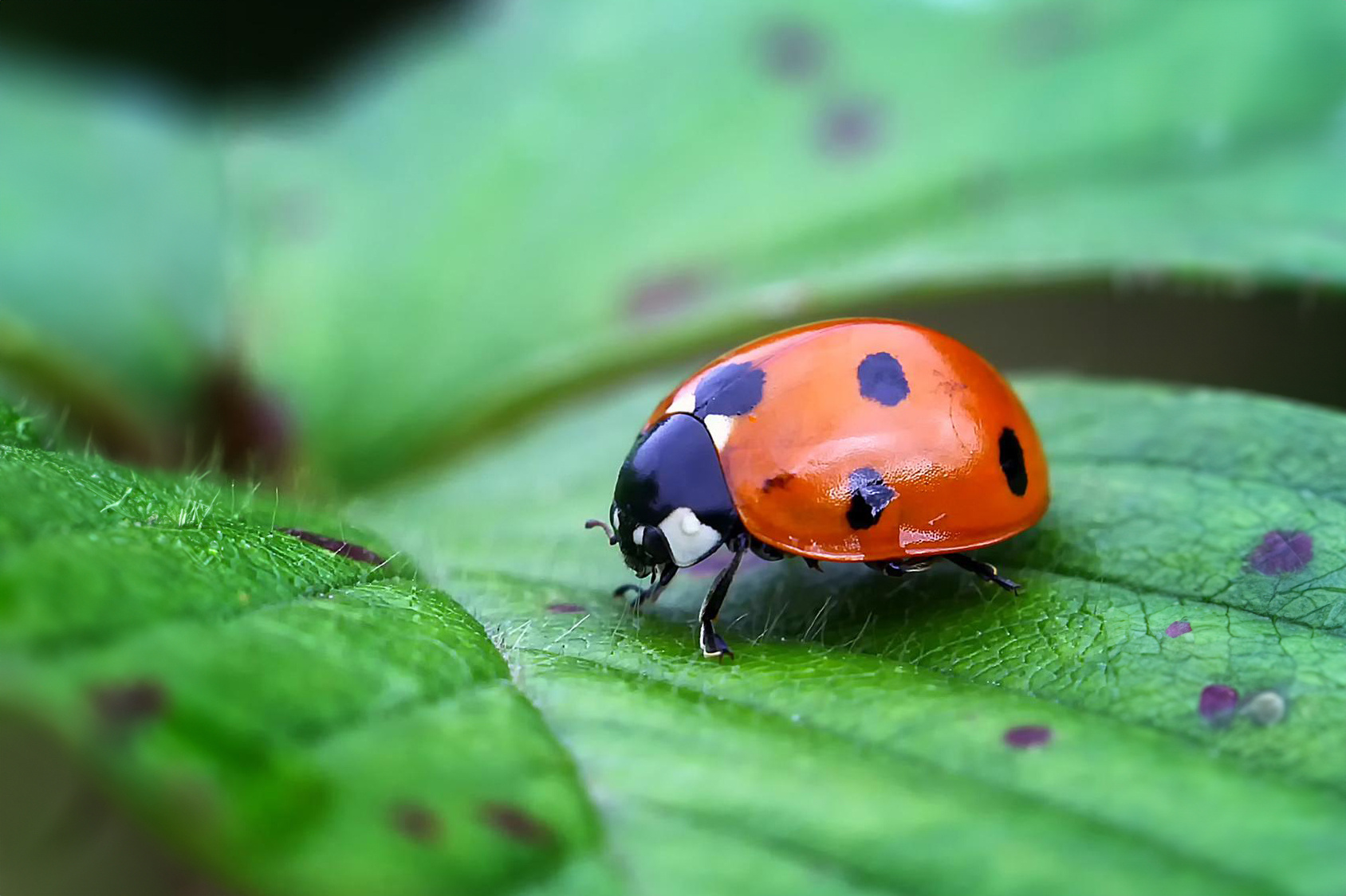 Ladybug-2