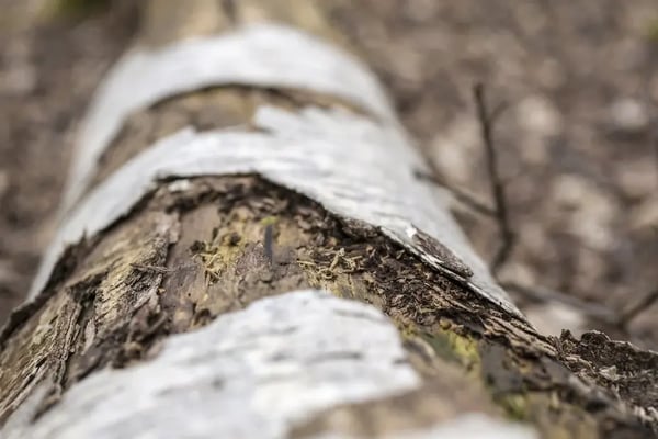 Old decaying tree branch on the ground-1