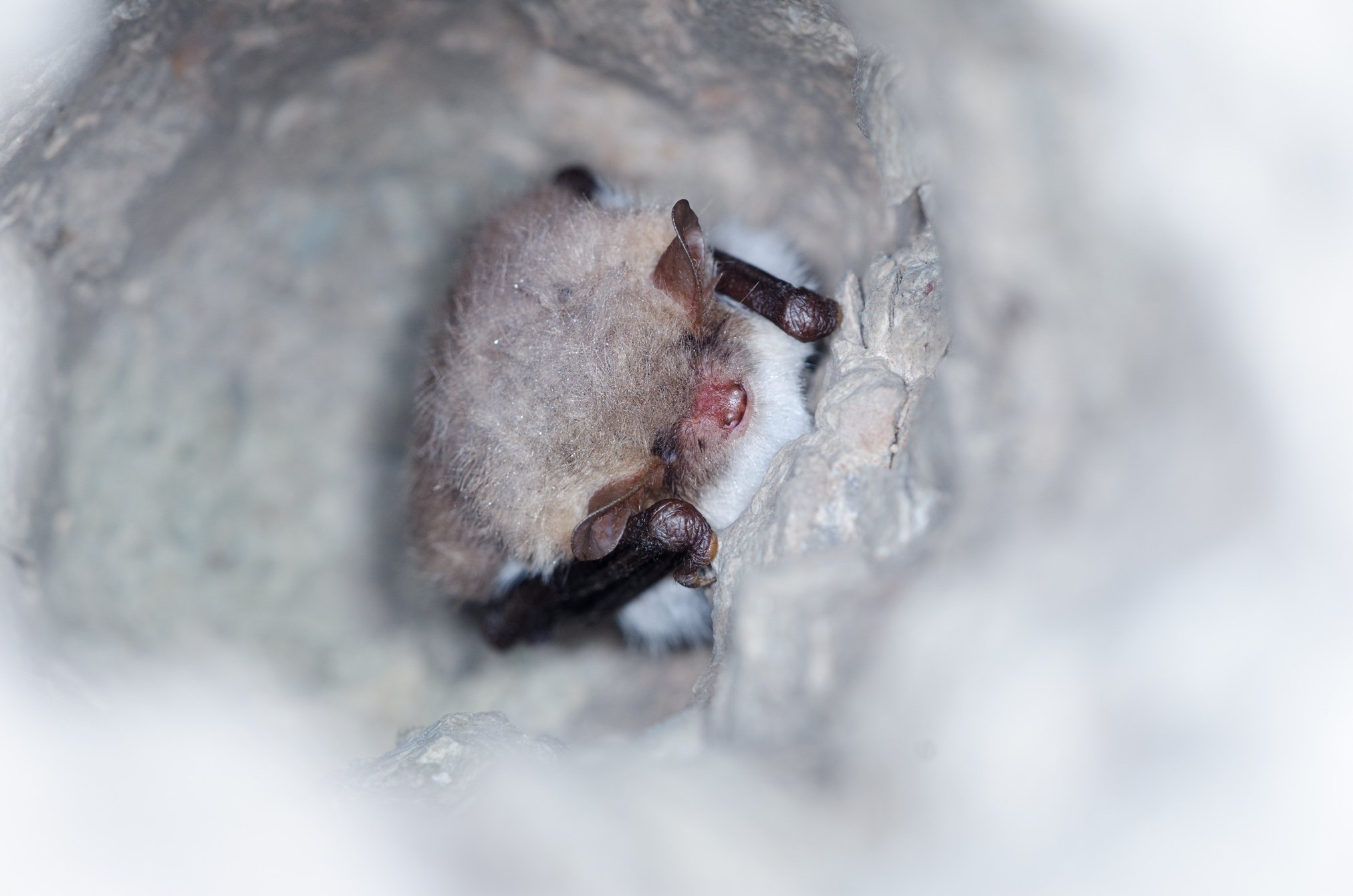 Natterers_bat_(Myotis_nattereri)