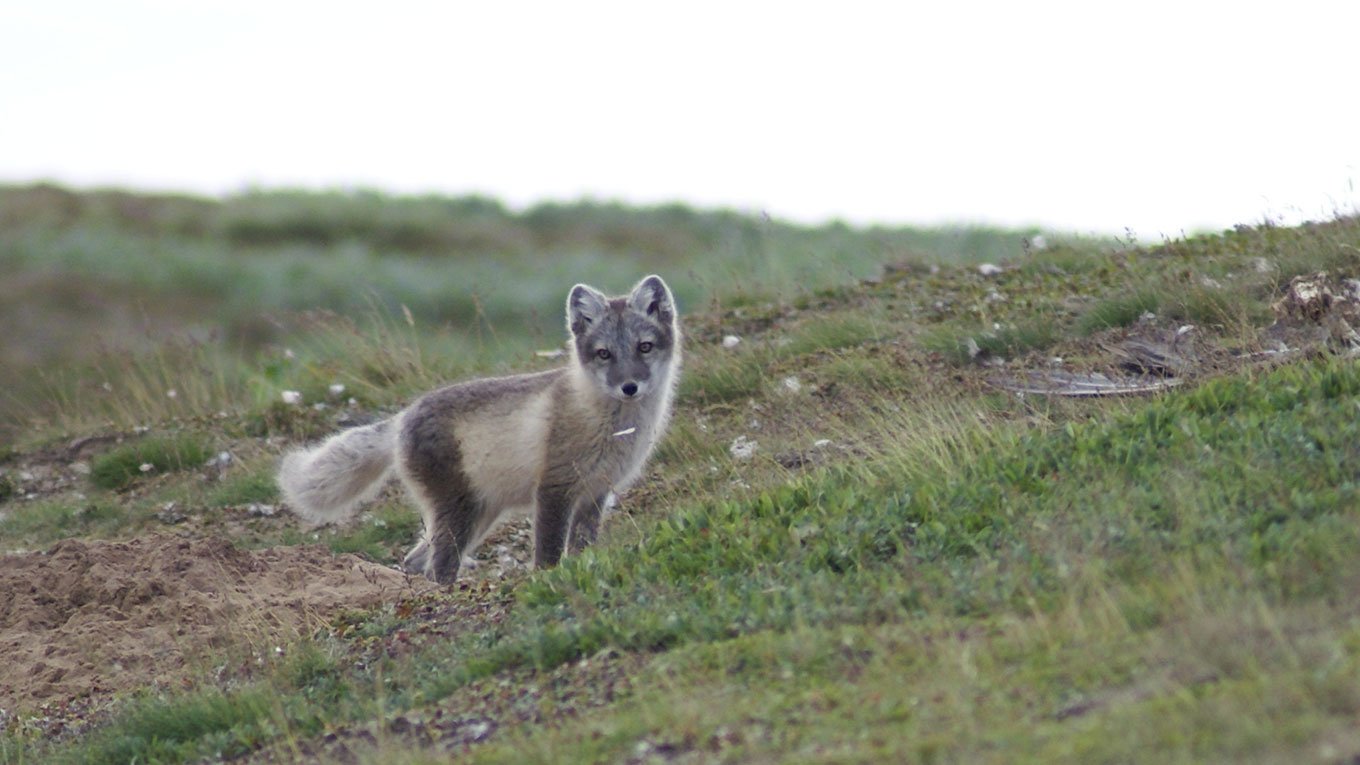 inaturalist-naali-kuvaaja-yehor-yatsiuk-1360x765