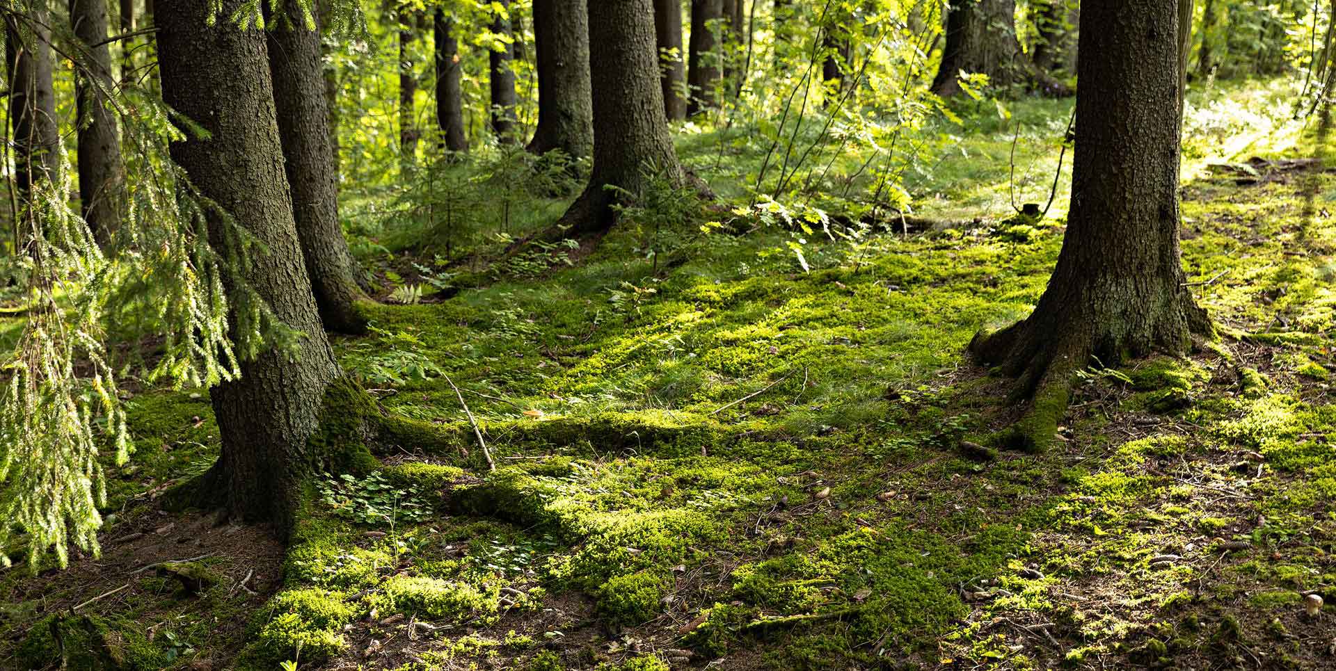 Forest-vegetation-C-HenriLuoma-1920x965